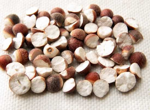 gordon enryale seeds