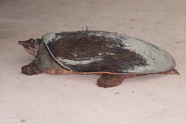 softshell turtle